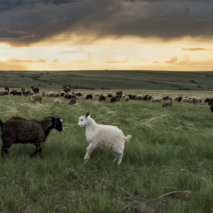 蔡司电影免费观看完整版
