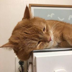 蔡司电影免费观看完整版
